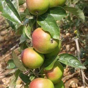 Bountiful Apple (Malus domestica Bountiful) Img 2
